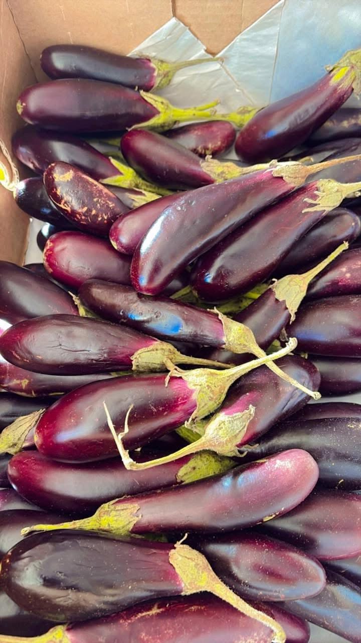 Fresh Eggplant