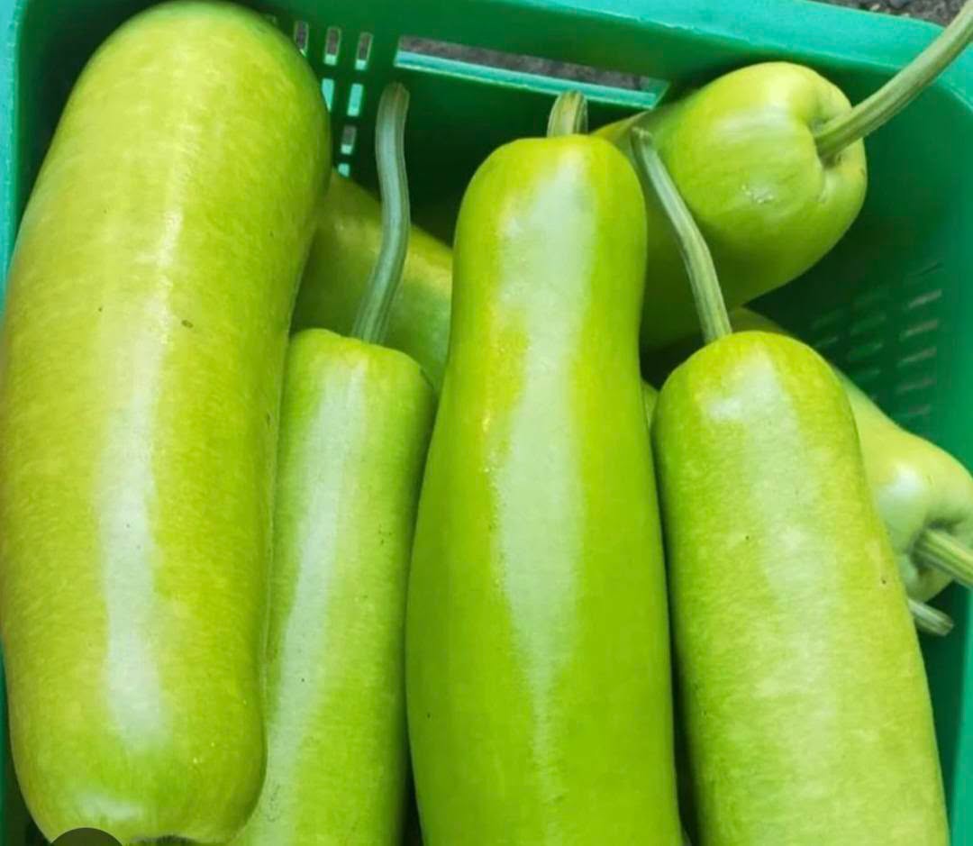 Fresh Upo