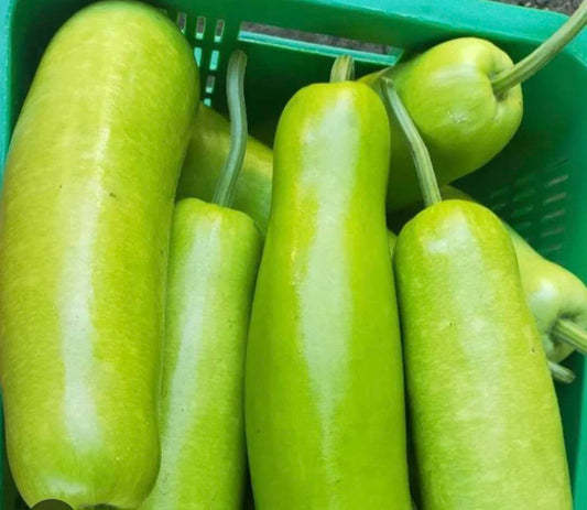 Fresh Upo